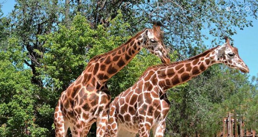 Día de Colmenar Viejo en el Zoo Aquarium de Madrid